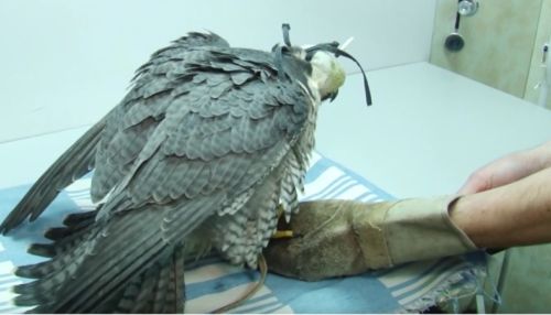 В Алтайском крае живодеры отравили краснокнижного сокола-сапсана