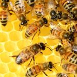 17 алтайских фермеров накажут предупреждением за массовую гибель пчел летом-2019