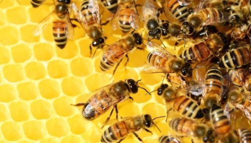 17 алтайских фермеров накажут предупреждением за массовую гибель пчел летом-2019