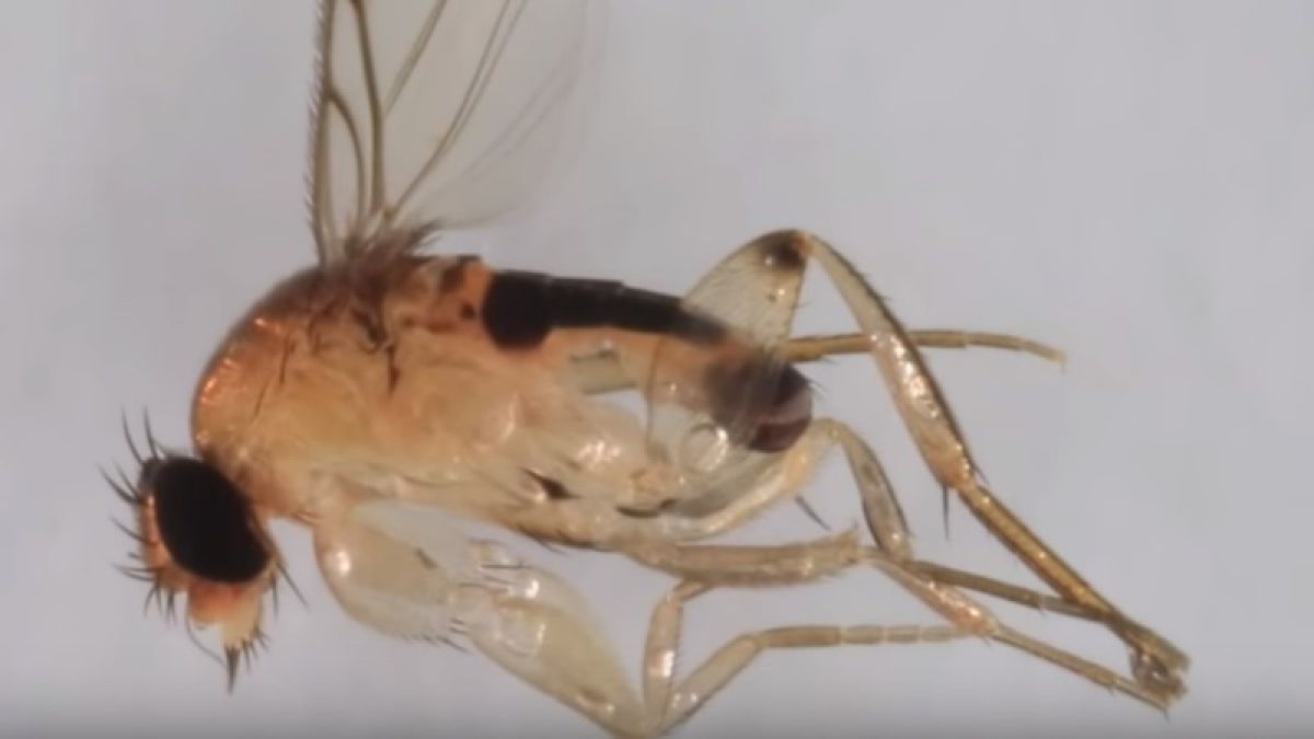 На складах алтайской почты нашли муху, опасную для здоровья людей 
