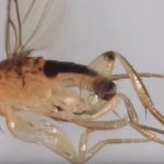На складах алтайской почты нашли муху, опасную для здоровья людей