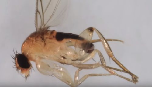 На складах алтайской почты нашли муху, опасную для здоровья людей