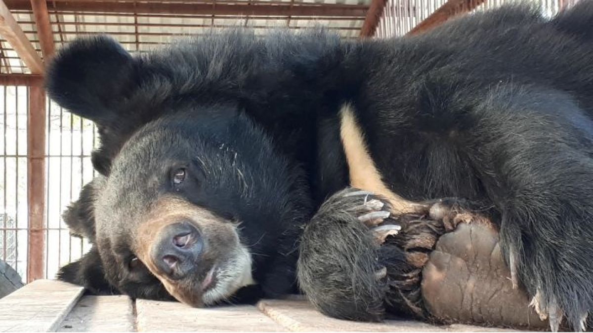В зоопарке Барнаула медведь проснулся от спячки раньше времени