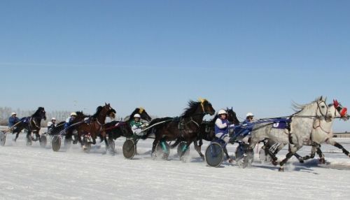 На Сибирской Масленице в Новотырышкино устроят грандиозные заезды на лошадях
