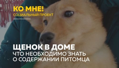 Ко мне!: как подготовить дом к появлению щенка
