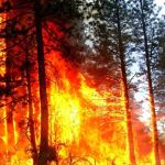 Алтаю грозят сильные лесные пожары весной 2020 года