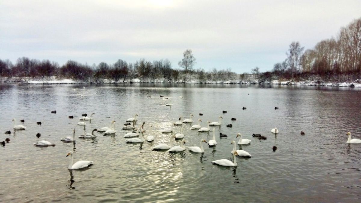 Рекордное количество лебедей зимует в этом году на Алтае