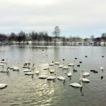 Рекордное количество лебедей зимует в этом году на Алтае