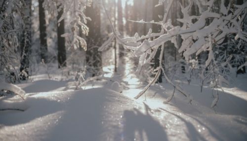Как в Морозко: лесники подкормили косуль в сказочном лесу под Павловском