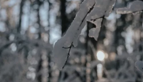Потепление до -1 градуса придет в Алтайский край на предстоящей неделе