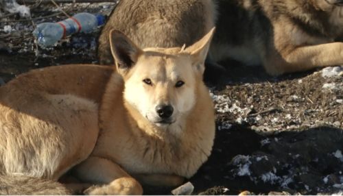 Бездомные собаки снова пугают барнаульцев. Куда обращаться, если напала стая?