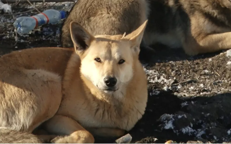 В Ласке назвали причины появления бездомных собак в Барнауле