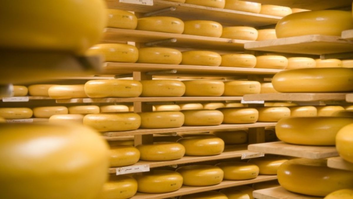 Алтайский край возглавил рейтинг по производству сыров в России