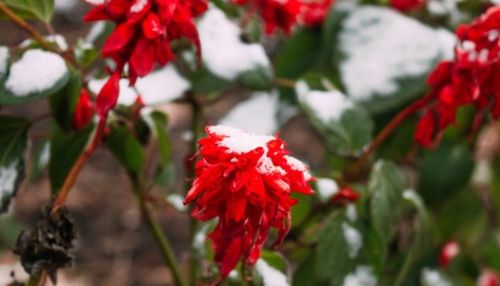 До -24 градусов похолодает 16 февраля в Алтайском крае