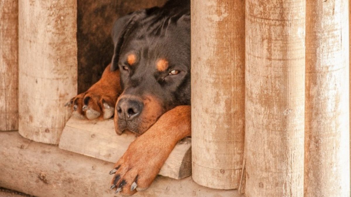 Собачьи условия: почему 150 животных рубцовского приюта могут оказаться на улице