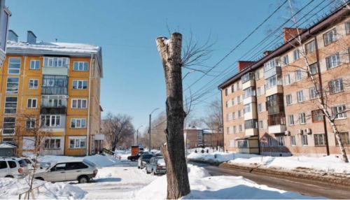 Напластали за 20 лет: спиленные деревья потребовали восстановить в Бийске