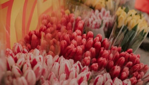 Желтые, белые, бархатные: где и по какой цене продают тюльпаны в Барнауле