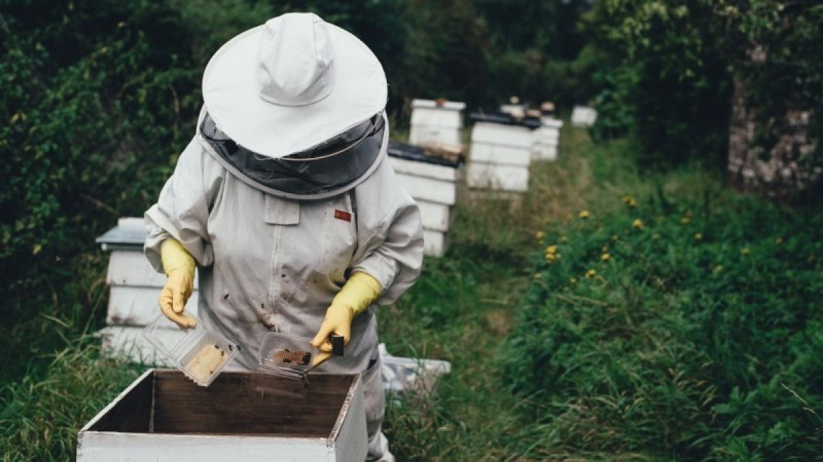В Алтайском крае создают новое приложение для пчеловодов за миллион рублей
