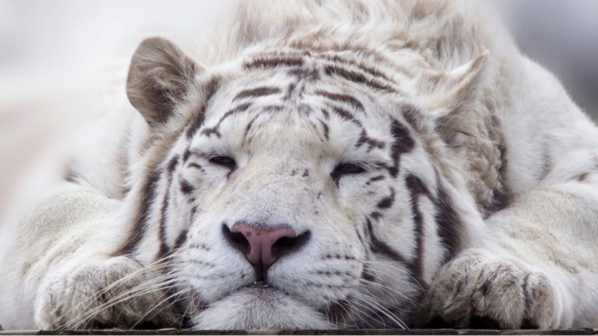 Депутат гордумы построит новые вольеры для тигров в барнаульском зоопарке