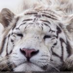 Депутат гордумы построит новые вольеры для тигров в барнаульском зоопарке