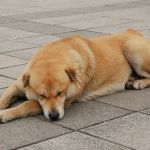 Собака бывает кусачей: правила содержания животных в приютах утвердили в крае