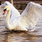 Лебеди с птичьим гриппом могут прилететь на Алтай