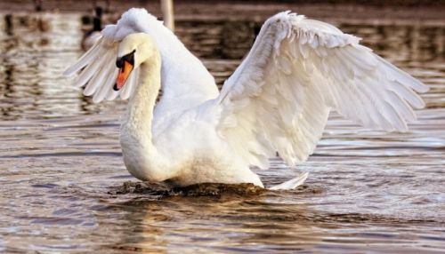 Лебеди с птичьим гриппом могут прилететь на Алтай