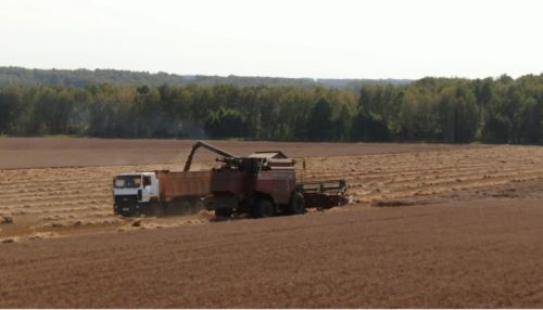 Новые требования к аграриям: какие перемены грядут в сельском хозяйстве на Алтае