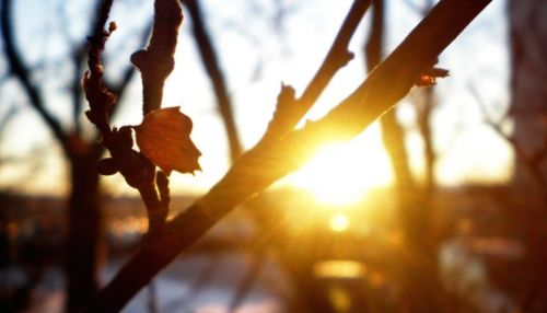 Дождь и до +12: какая погода будет в Алтайском крае 15 марта