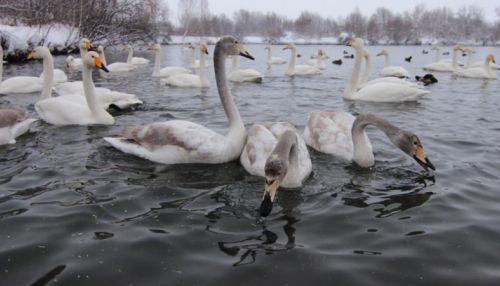 Лебеди-кликуны готовятся к отлету в Алтайском крае