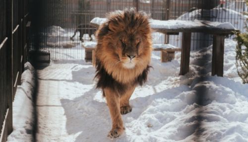 Можно позавидовать: животные барнаульского зоопарка встречают весну