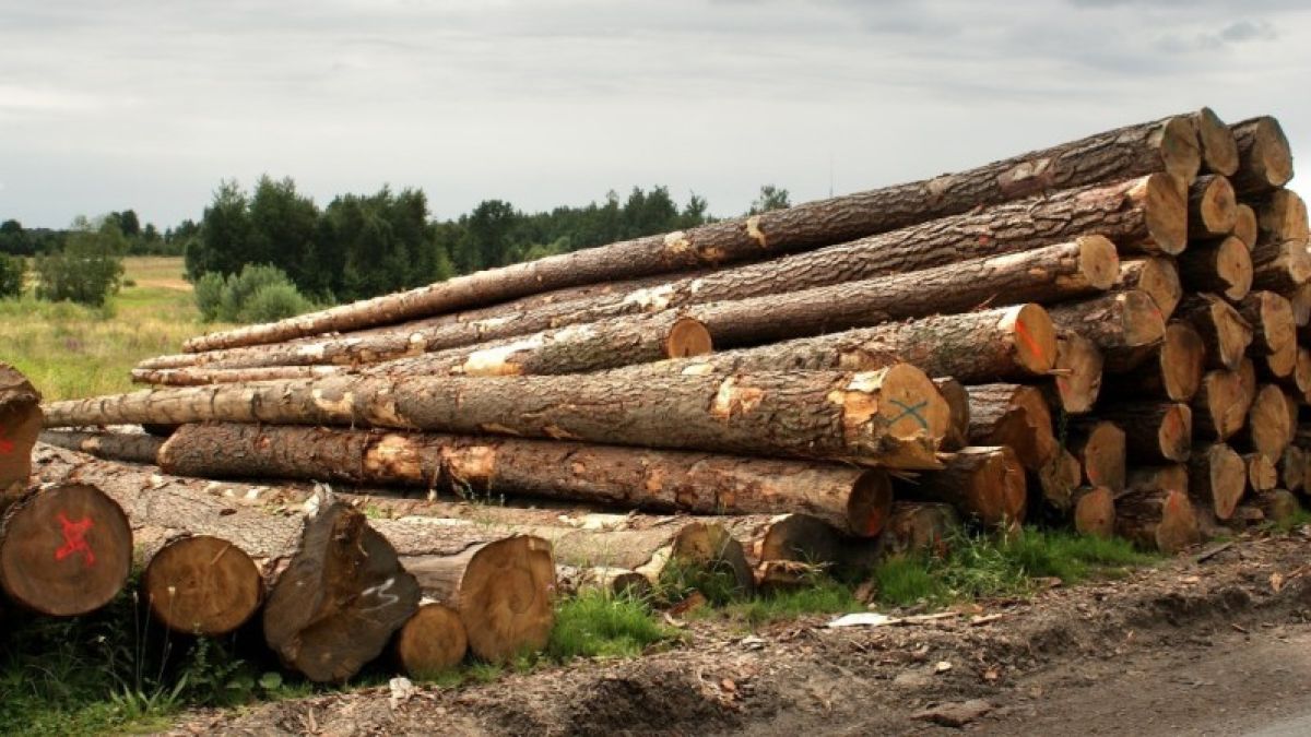 Алтайские депутаты попросят Мишустина остановить вывоз леса под видом шпалы