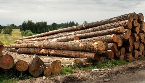 Алтайские депутаты попросят Мишустина остановить вывоз леса под видом шпалы