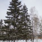 Потепление перед бурей: 21 марта до +15 градусов в Алтайском крае