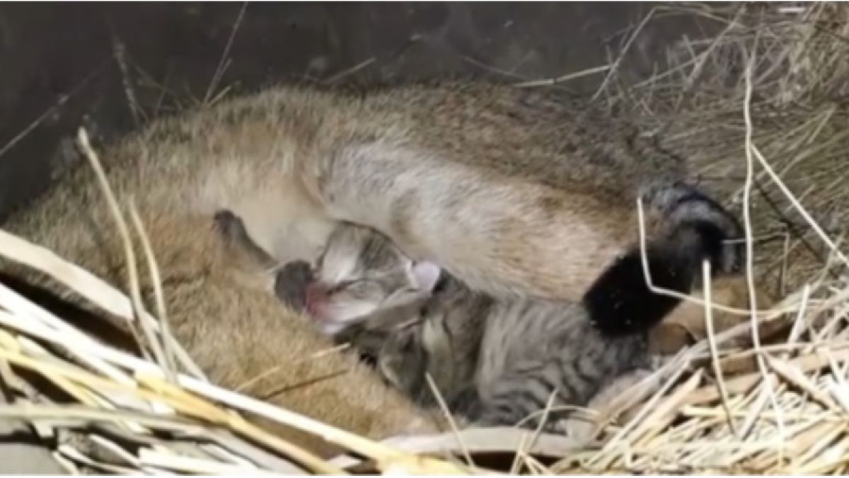 В зоопарке Барнаула показали новорожденных камышовых котят и кенгуренка