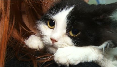Ко мне!: всё, что нужно знать о вакцинации кошек