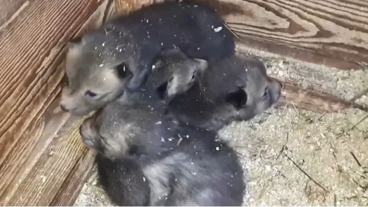 Четыре лисенка родились в барнаульском зоопарке