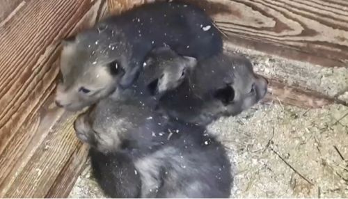 Четыре лисенка родились в барнаульском зоопарке
