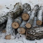 Алтайских лесорубов заподозрили в криминальной вырубке деревьев