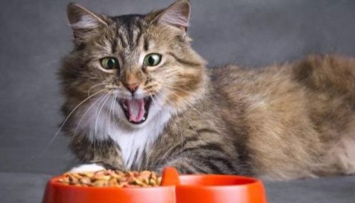 Ко мне!: как подобрать питание для кошек