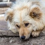 Почему в Алтайском крае не работает закон об отлове бродячих собак