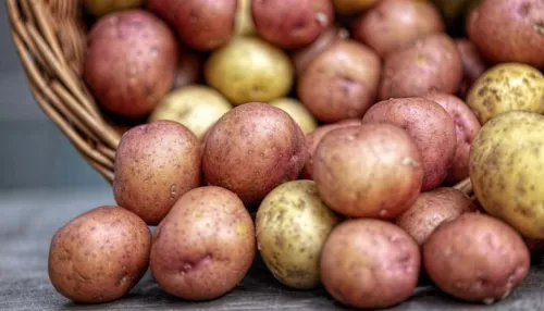 Молодой алтайский картофель готовят к отправке в торговые сети