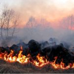 Горим: лесные пожары охватили Алтайский край