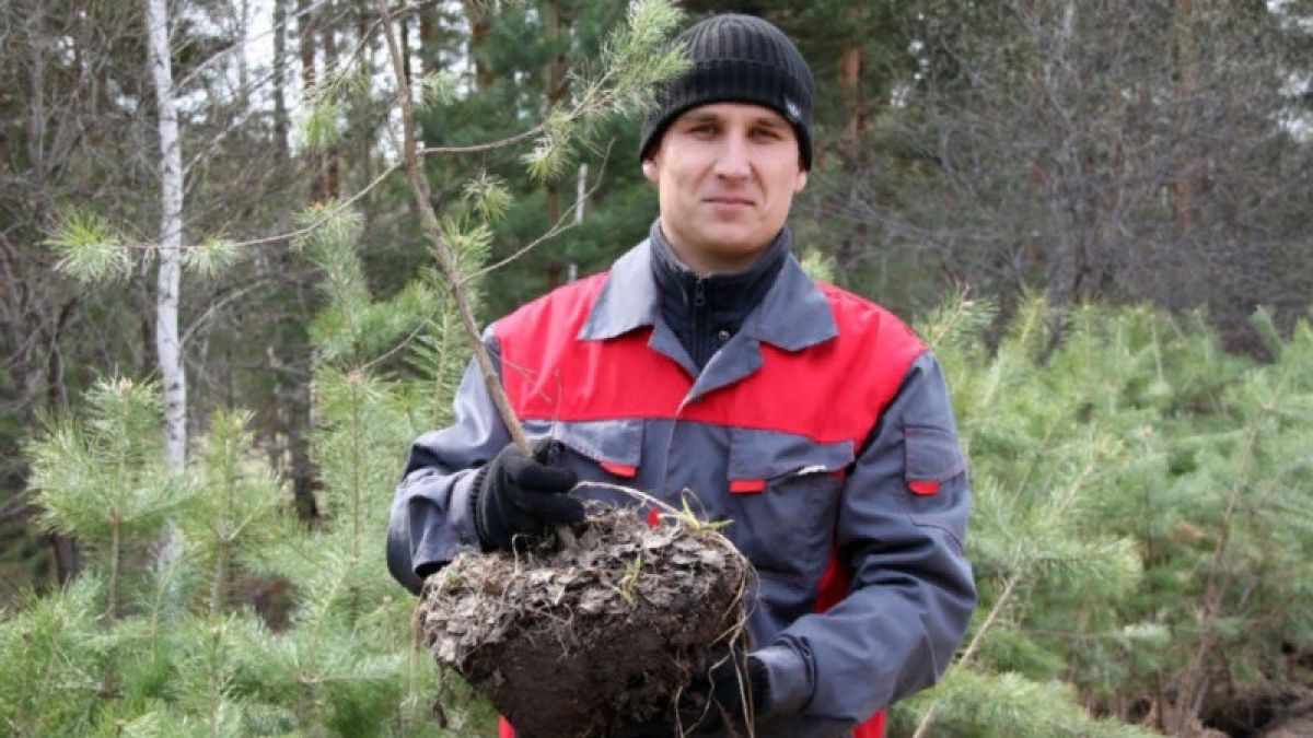Более миллиона деревьев высадят на Алтае в память о погибших солдатах