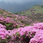 Розовый рай: фото цветущего в Горном Алтае маральника заполонили соцсети