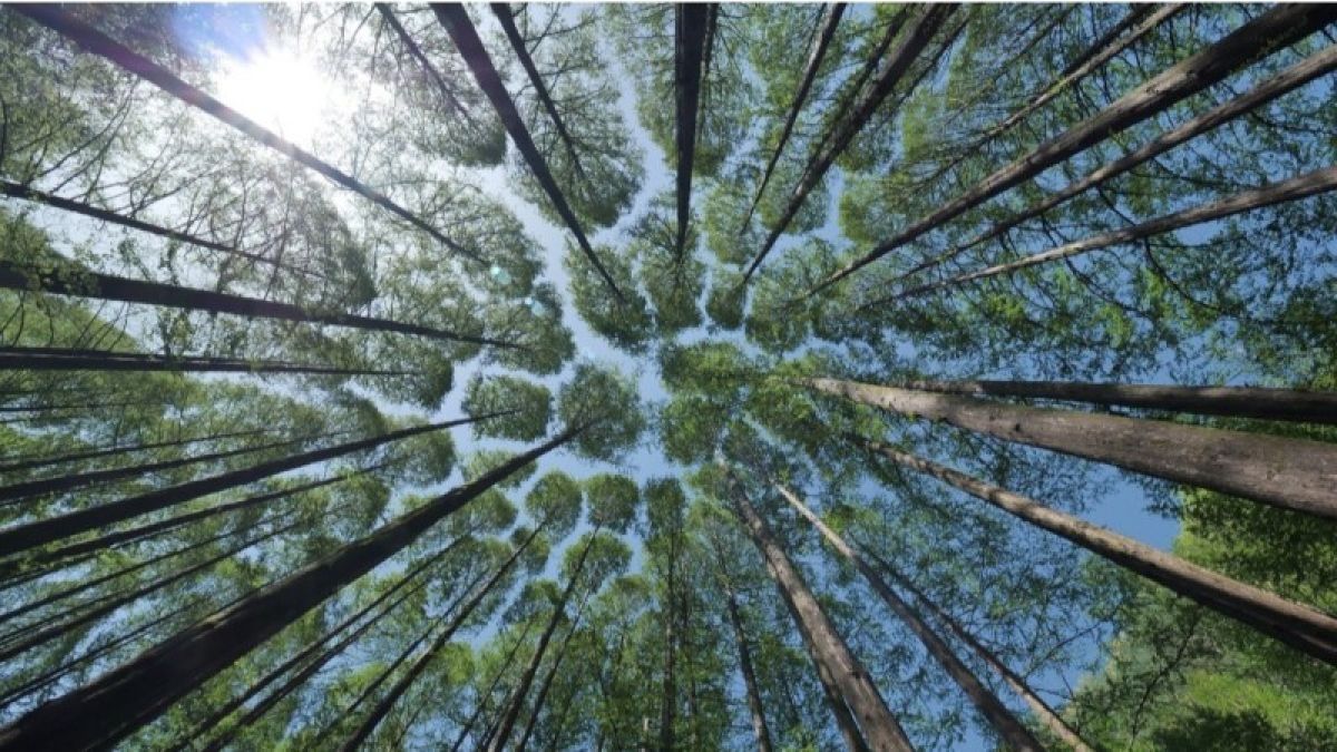 Алтайские депутаты предлагают разрешить рубить лес ради его восстановления