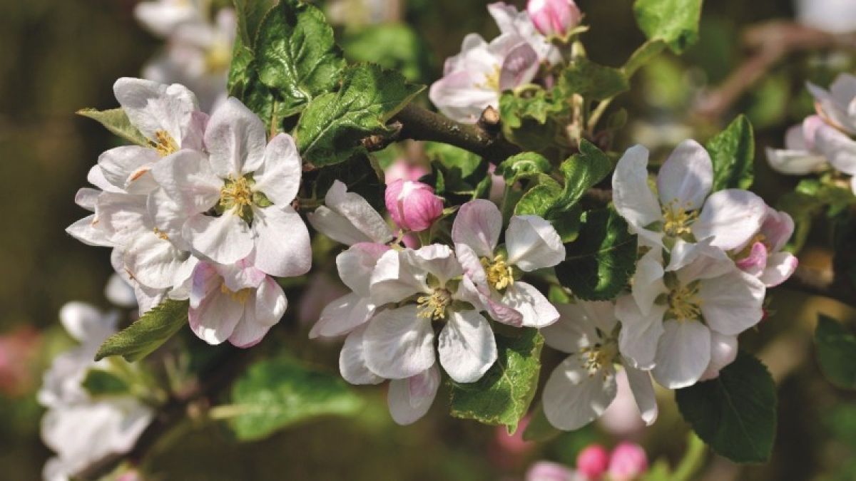 Какие аллергии обостряются весной и как это пережить
