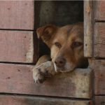 Одинокие питомцы: как выживает приют для бездомных животных в период пандемии
