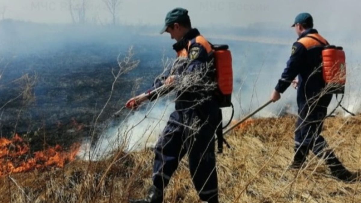 Машины стоят: лесополоса загорелась возле трассы в Алтайском крае