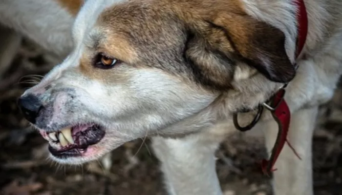 В Бийске бродячая собака покусала четырехлетнюю девочку